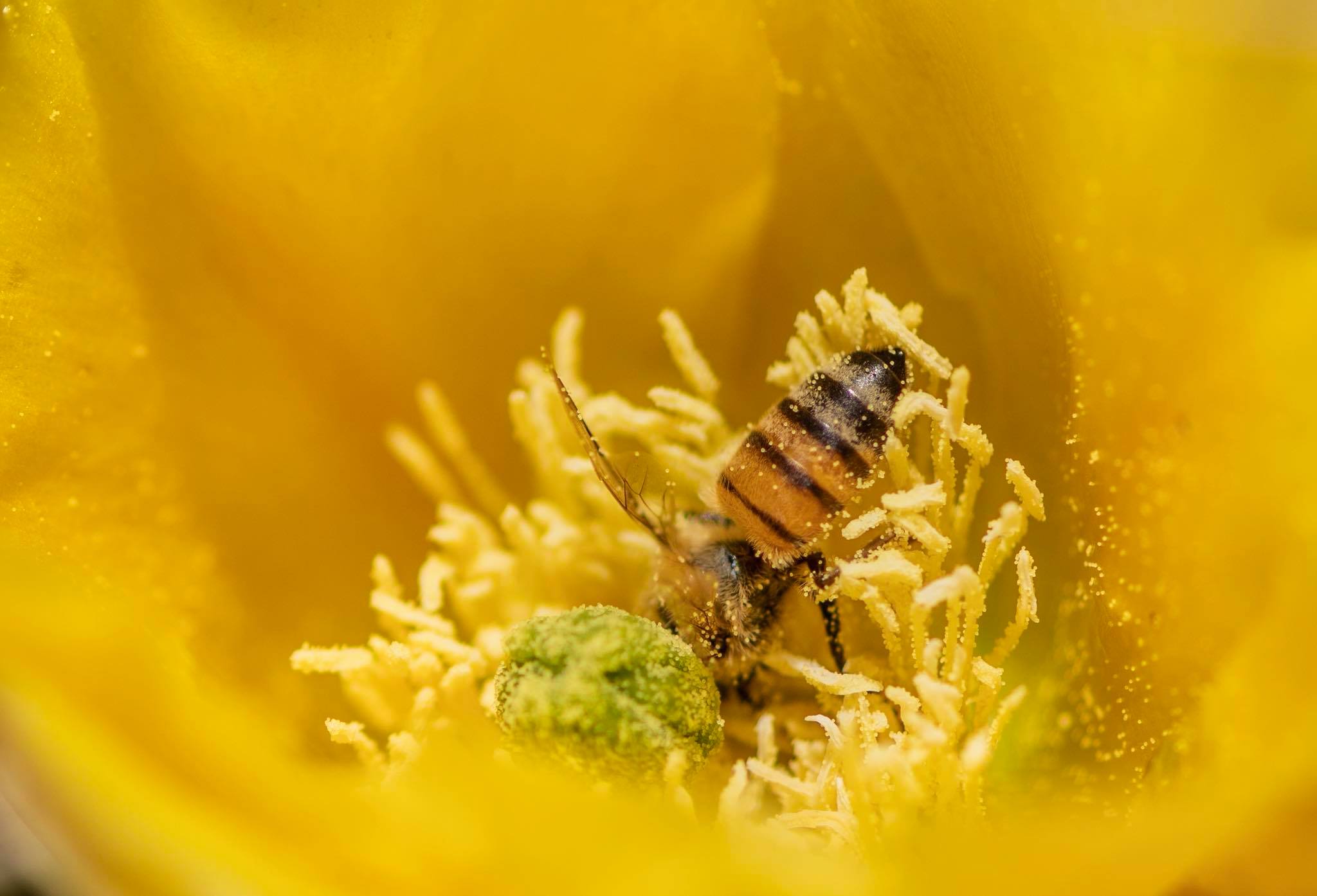 MACRO